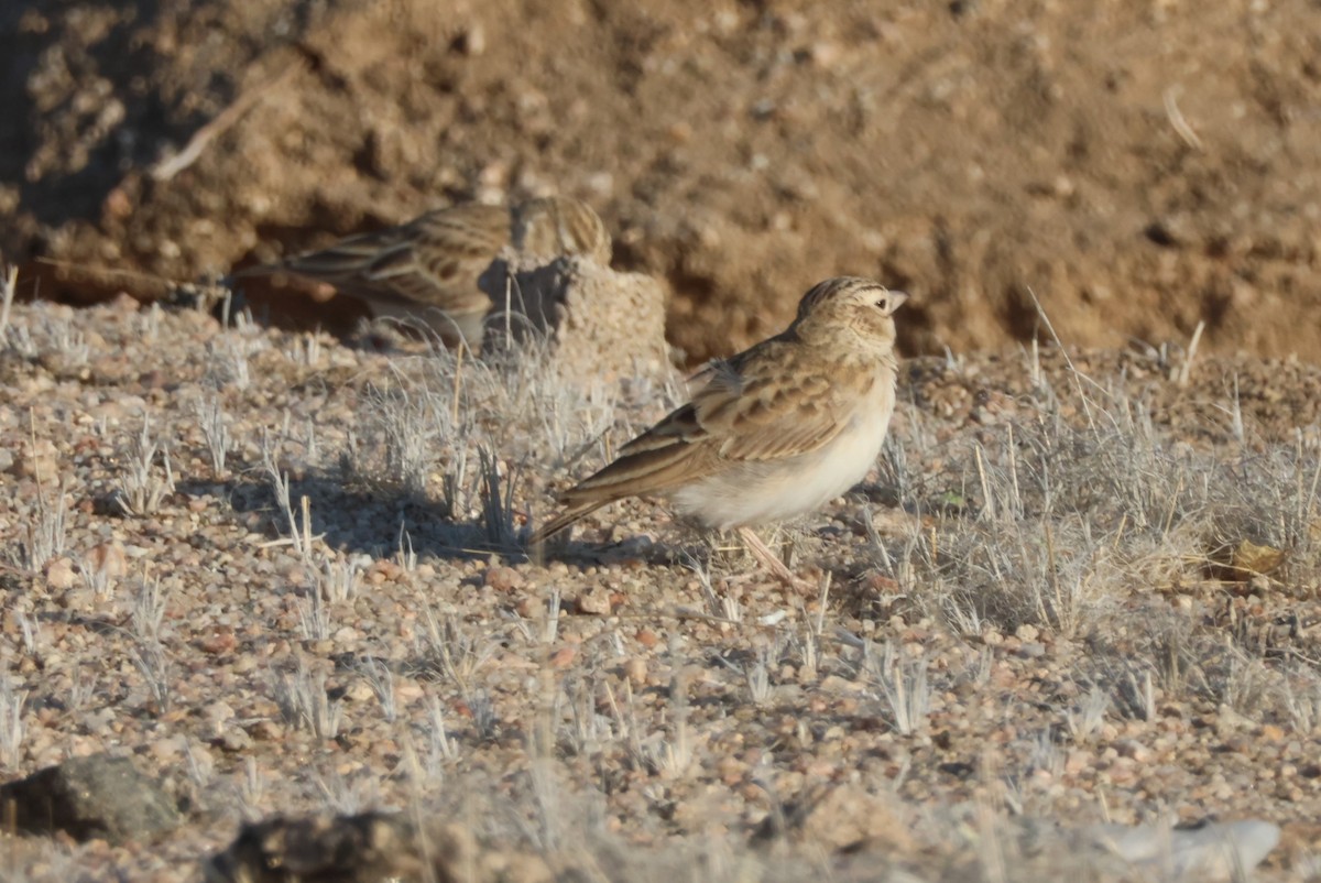 Stark's Lark - Pete Fenner