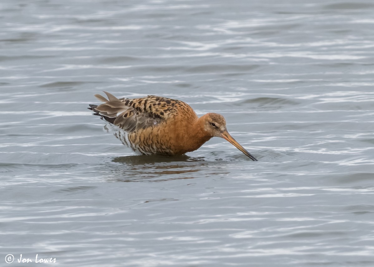 Black-tailed Godwit (islandica) - ML614653267