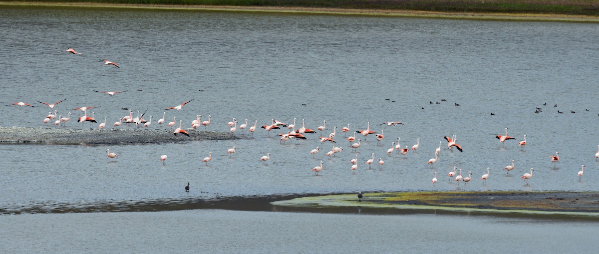 Chilean Flamingo - Richard Taylor