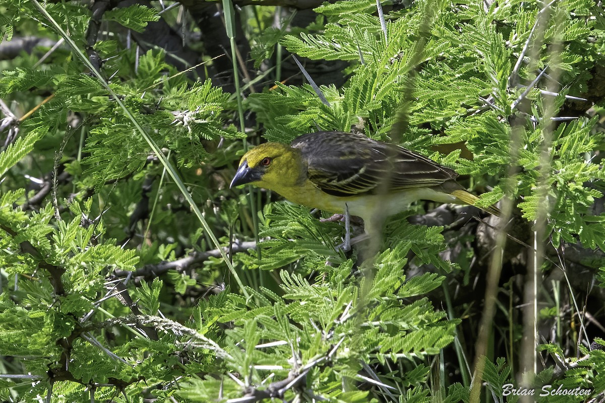 Village Weaver - ML614653396