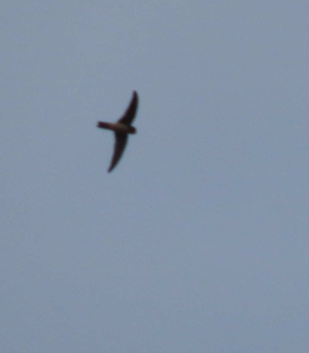 Germain's Swiftlet - ML614653418