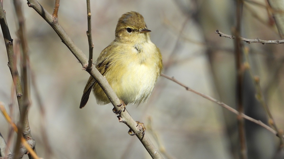 Common Chiffchaff - Manuel García Ruiz