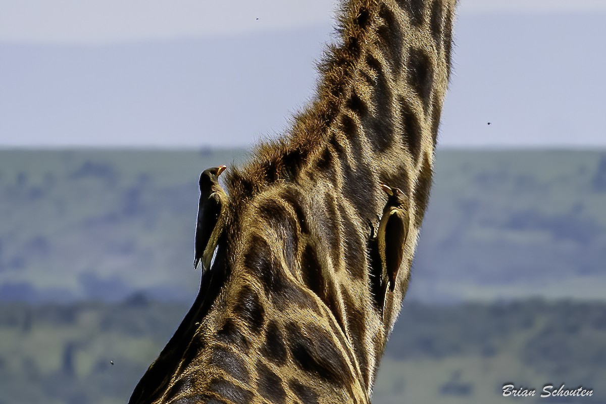 Yellow-billed Oxpecker - ML614653513