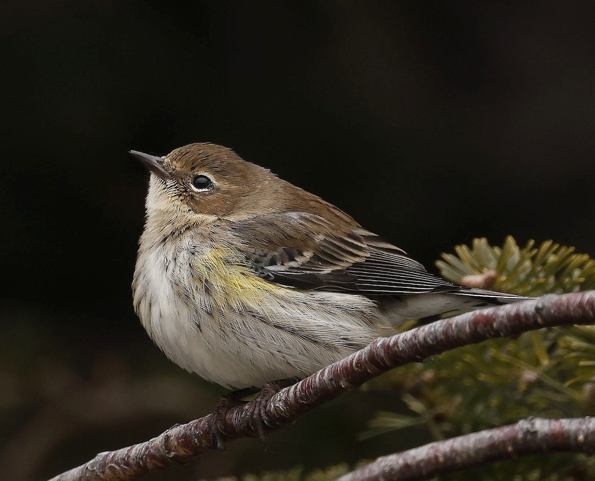 Yellow-rumped Warbler (Myrtle) - Charles Fitzpatrick