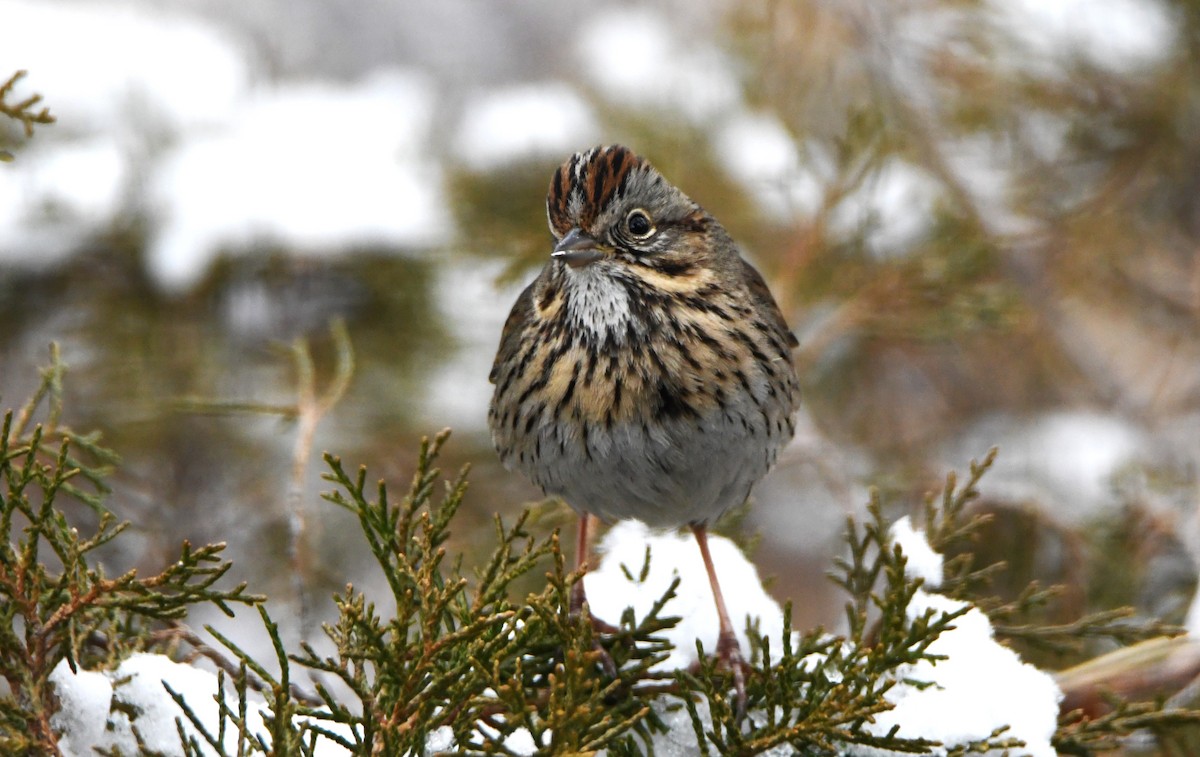 Lincoln's Sparrow - ML614653529