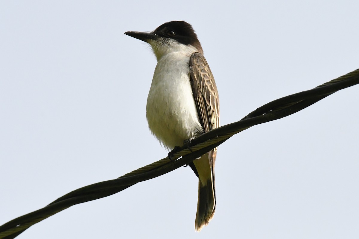 Loggerhead Kingbird - Laura Bakken