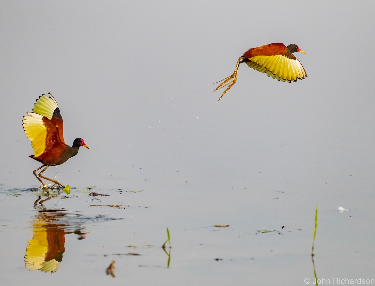 Wattled Jacana - ML614653554