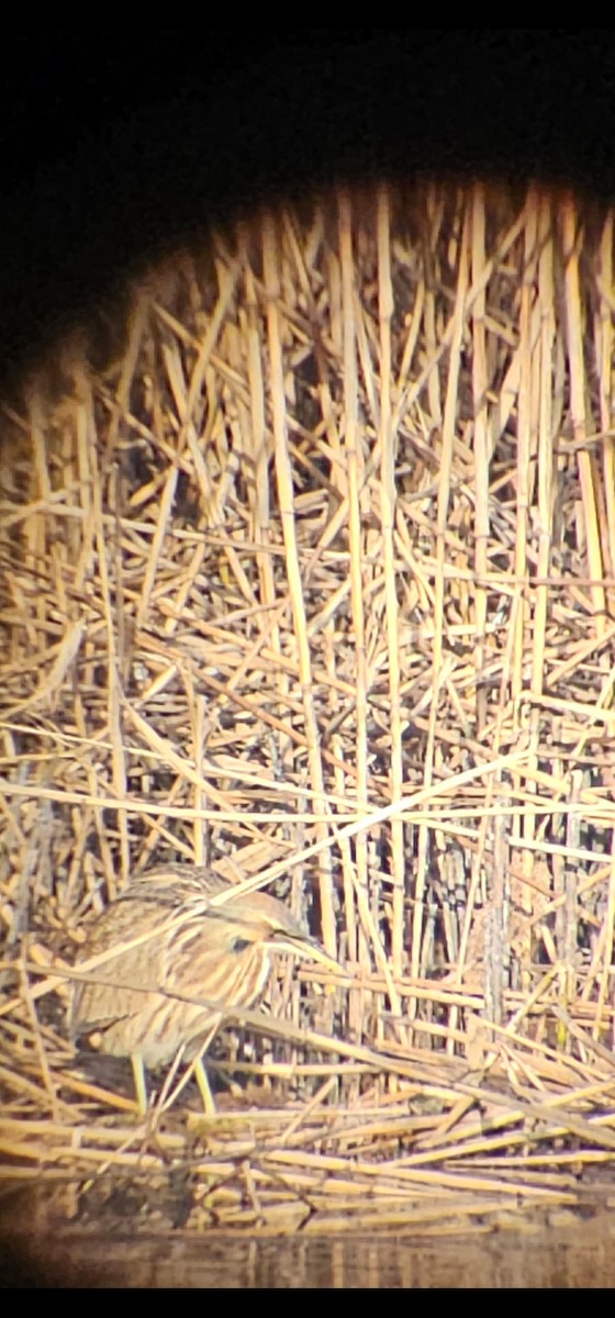 American Bittern - ML614653566