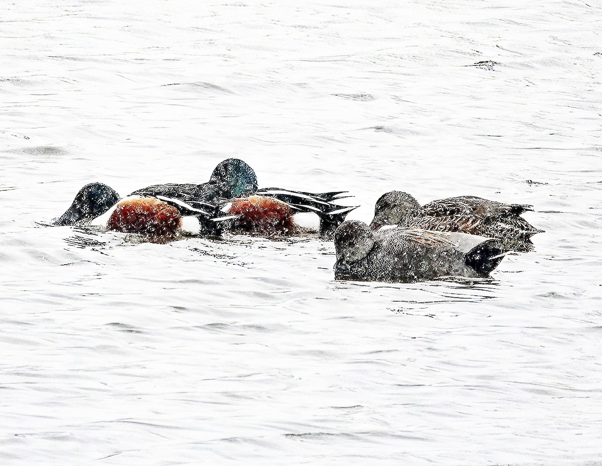 Northern Shoveler - ML614653579