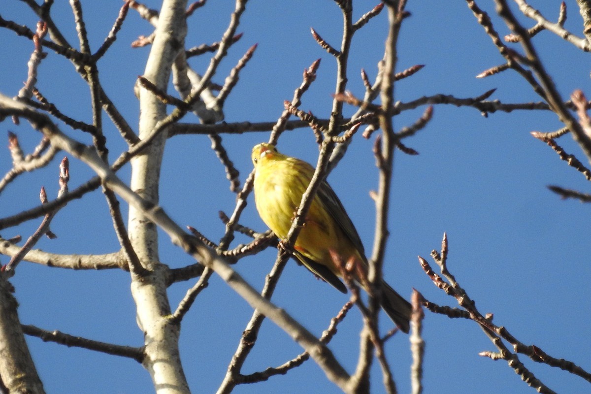 Bruant jaune - ML614653600