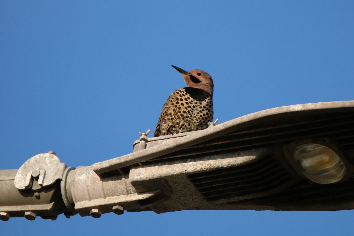 Northern Flicker (Cuban) - ML614653691