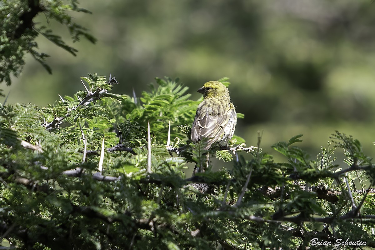 Serin du Mozambique - ML614653692