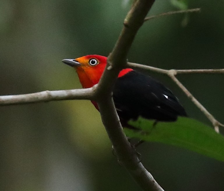 Crimson-hooded Manakin - David Ascanio