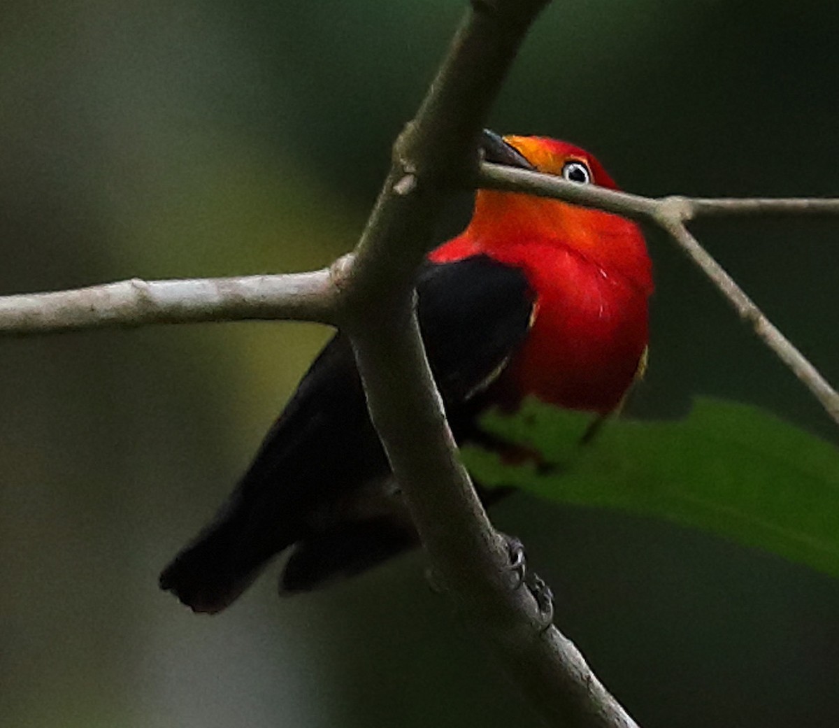 Crimson-hooded Manakin - ML614653713