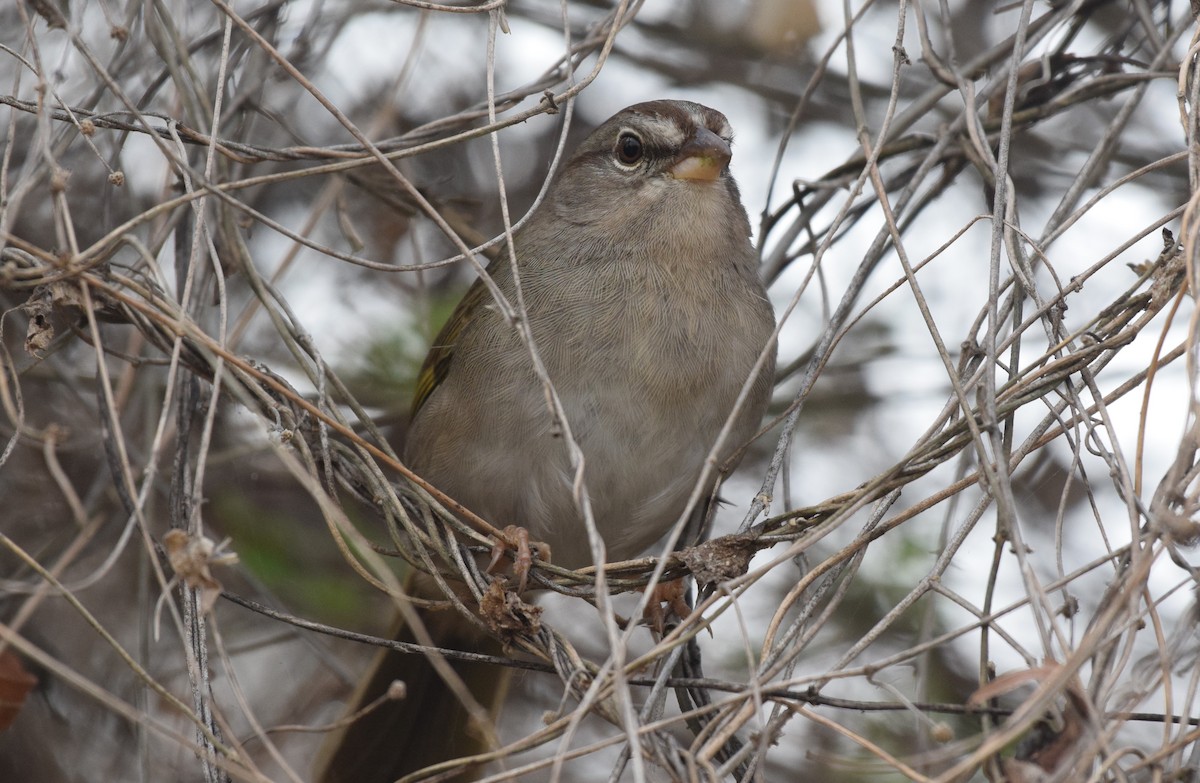 Olive Sparrow - ML614653716