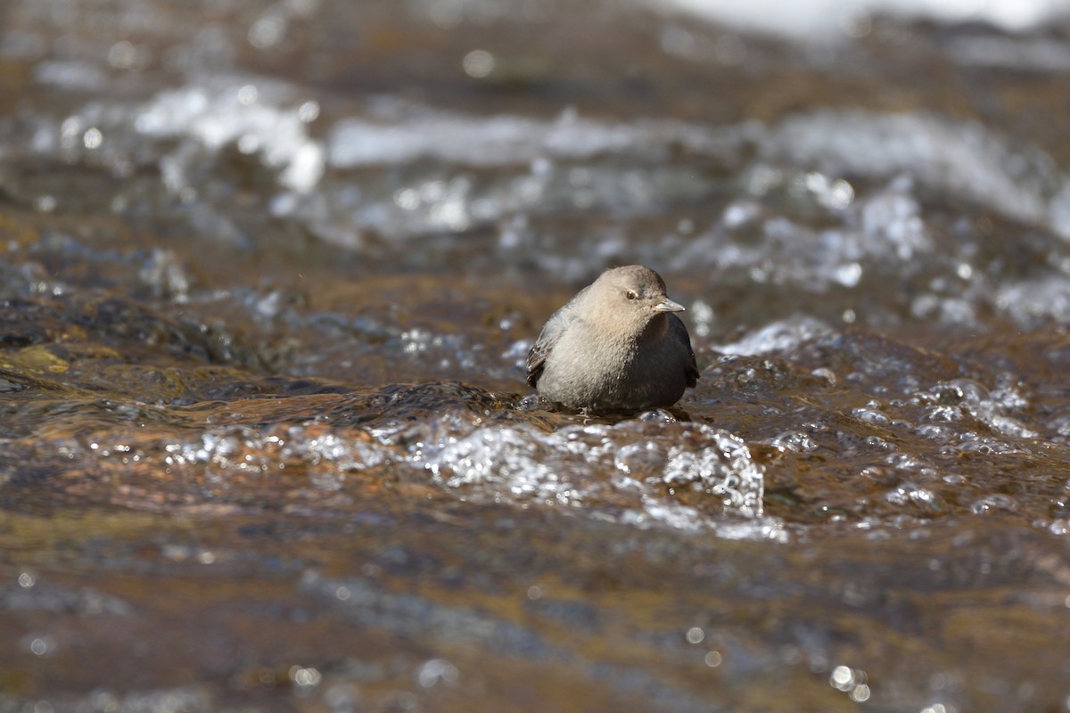 American Dipper - ML614653725