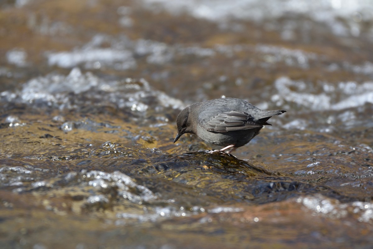 American Dipper - William Vest