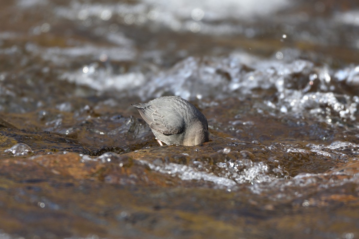 American Dipper - ML614653730