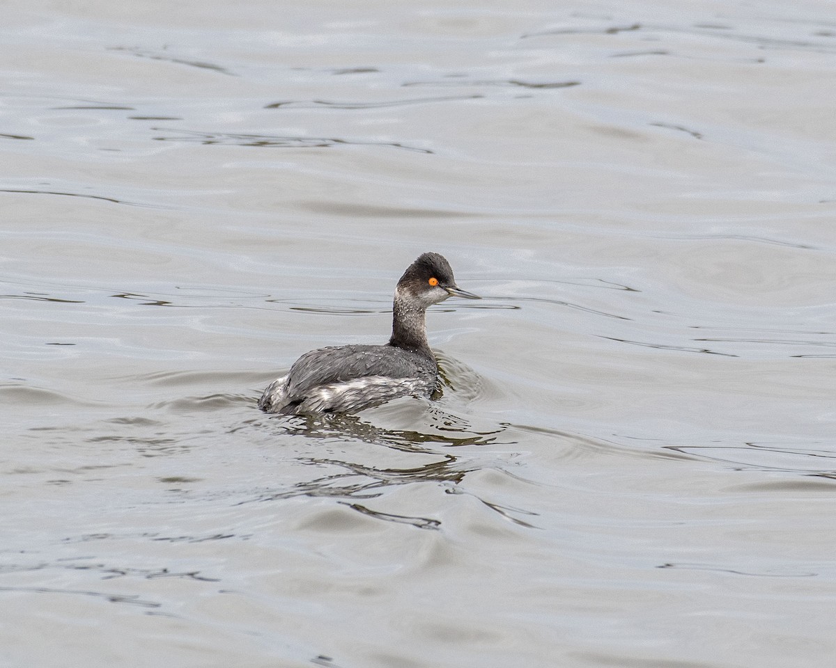 Eared Grebe - Lillie Gibb