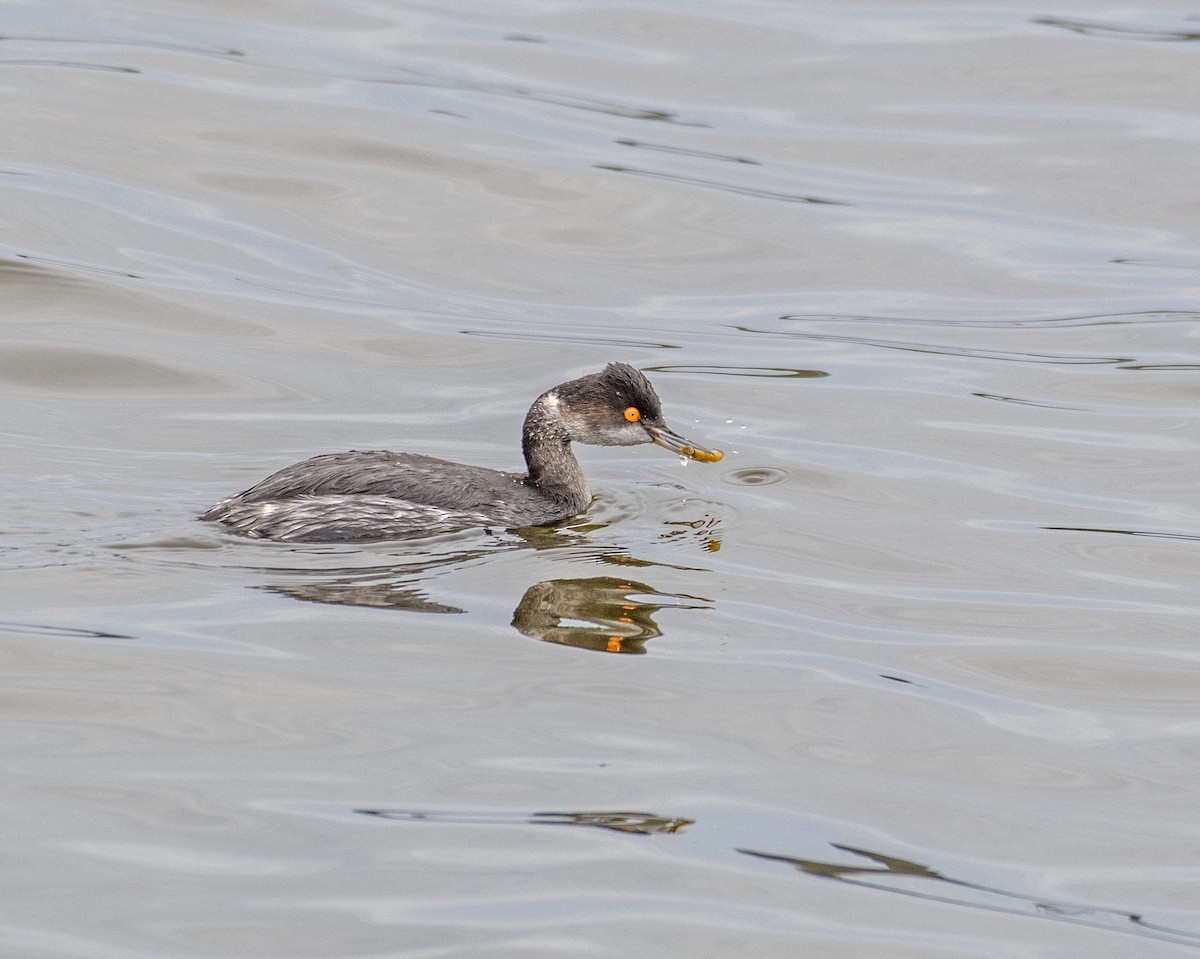 Eared Grebe - Lillie Gibb