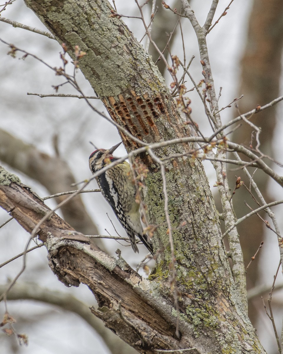 Yellow-bellied Sapsucker - Lillie Gibb