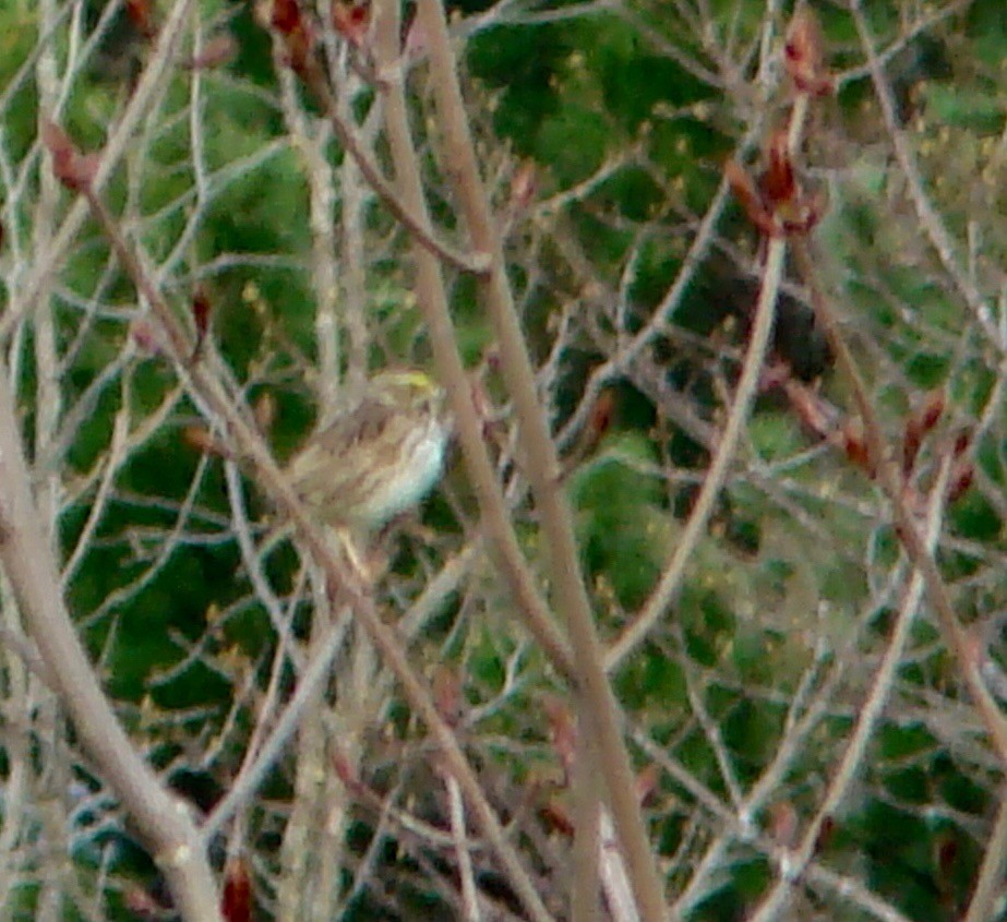 Savannah Sparrow - Peggy Blair