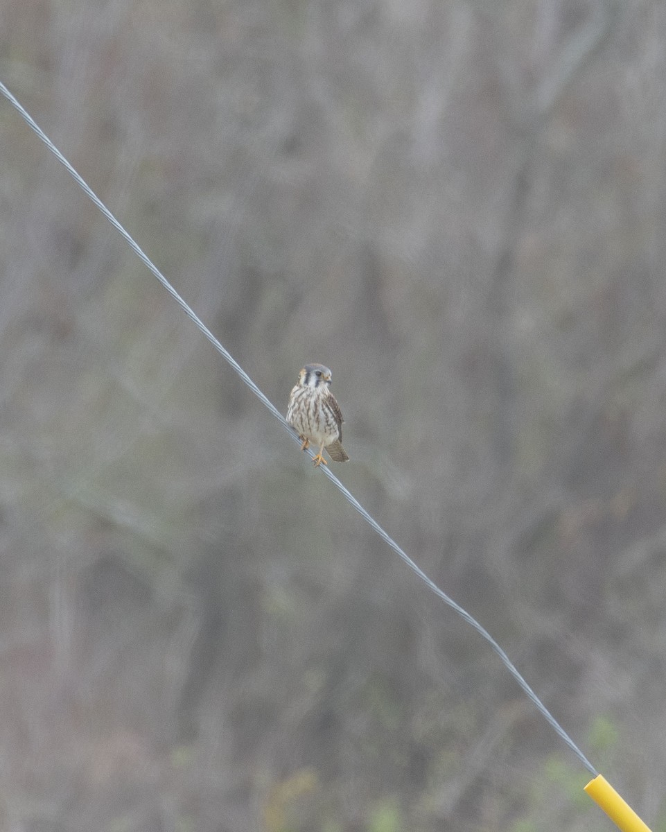 American Kestrel - Lillie Gibb