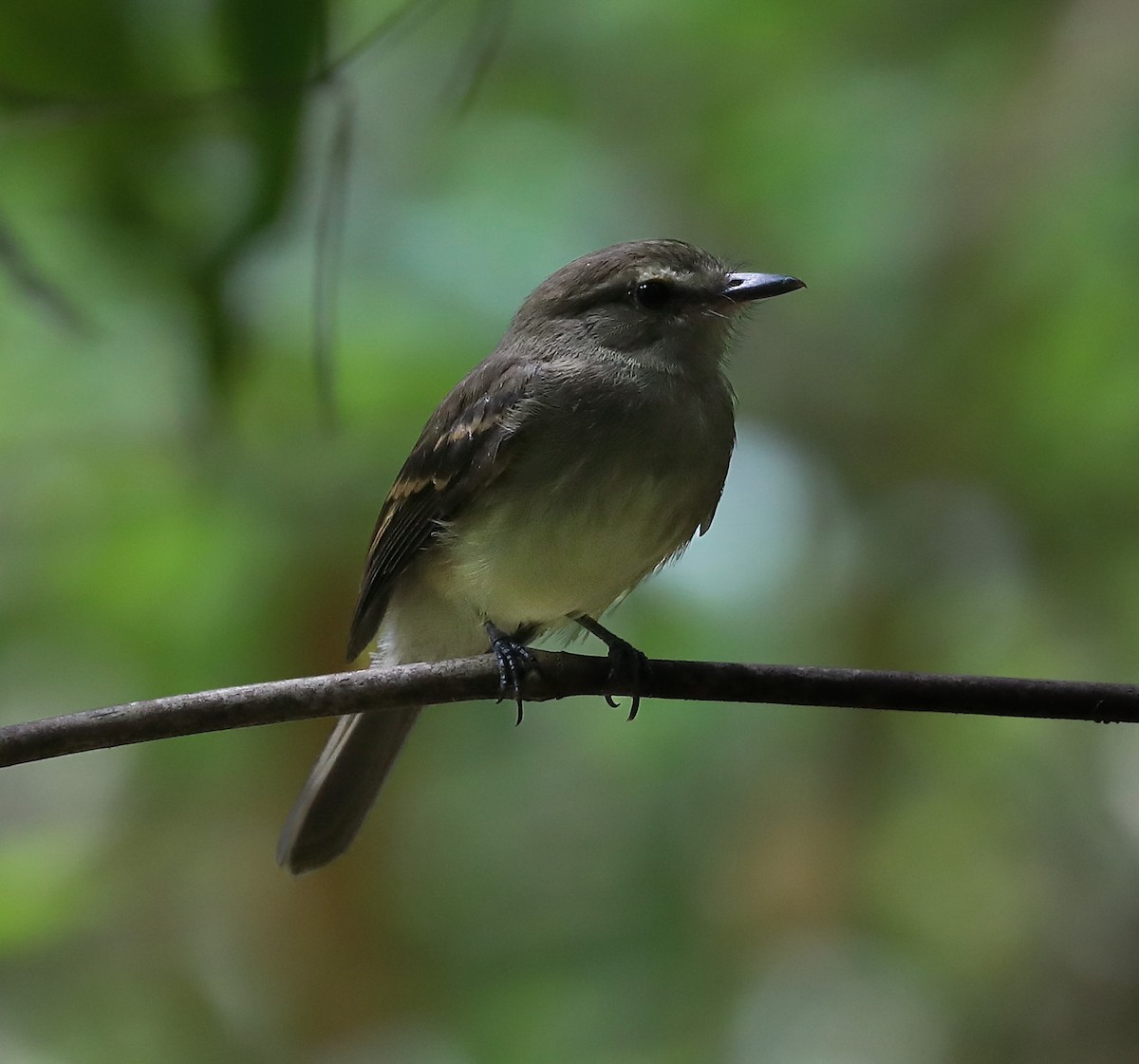 Fuscous Flycatcher - ML614653844