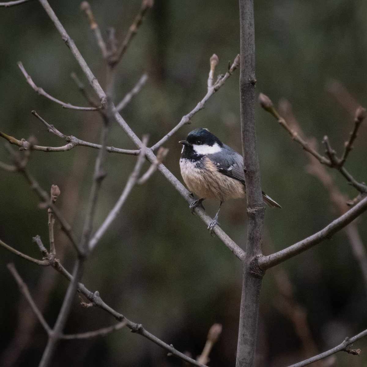 Coal Tit - ML614653907