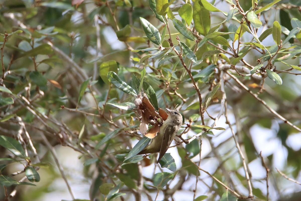 Orange-crowned Warbler - ML614653944