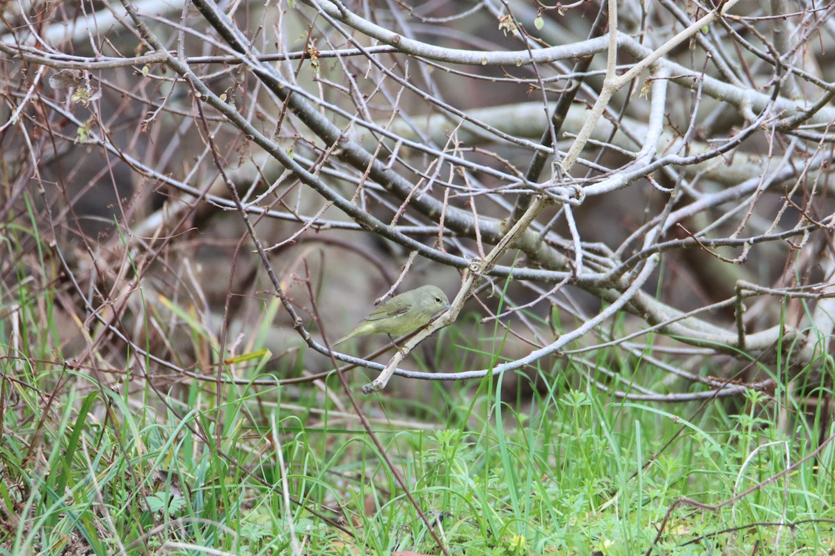 Orange-crowned Warbler - ML614653945