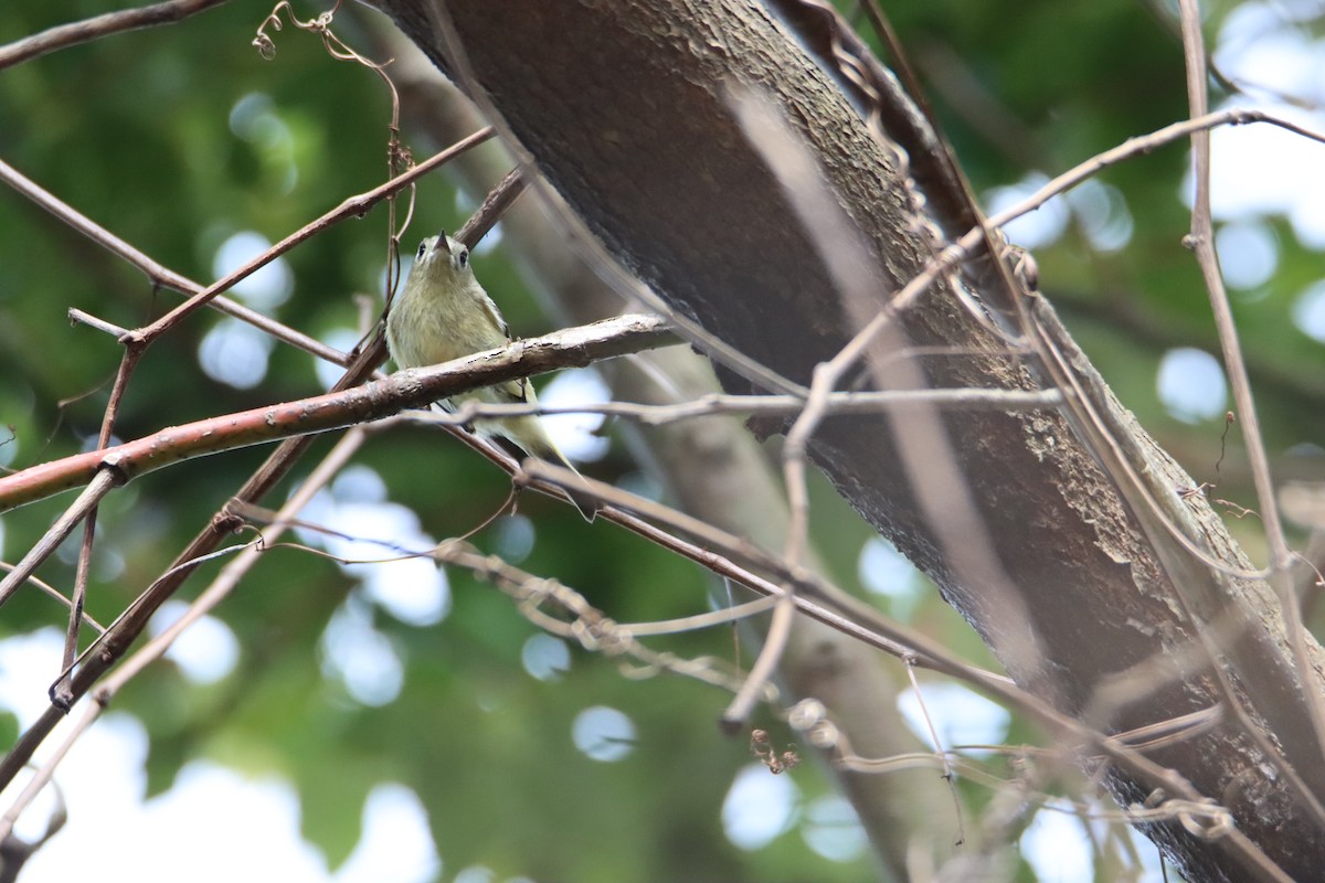 Ruby-crowned Kinglet - ML614653960