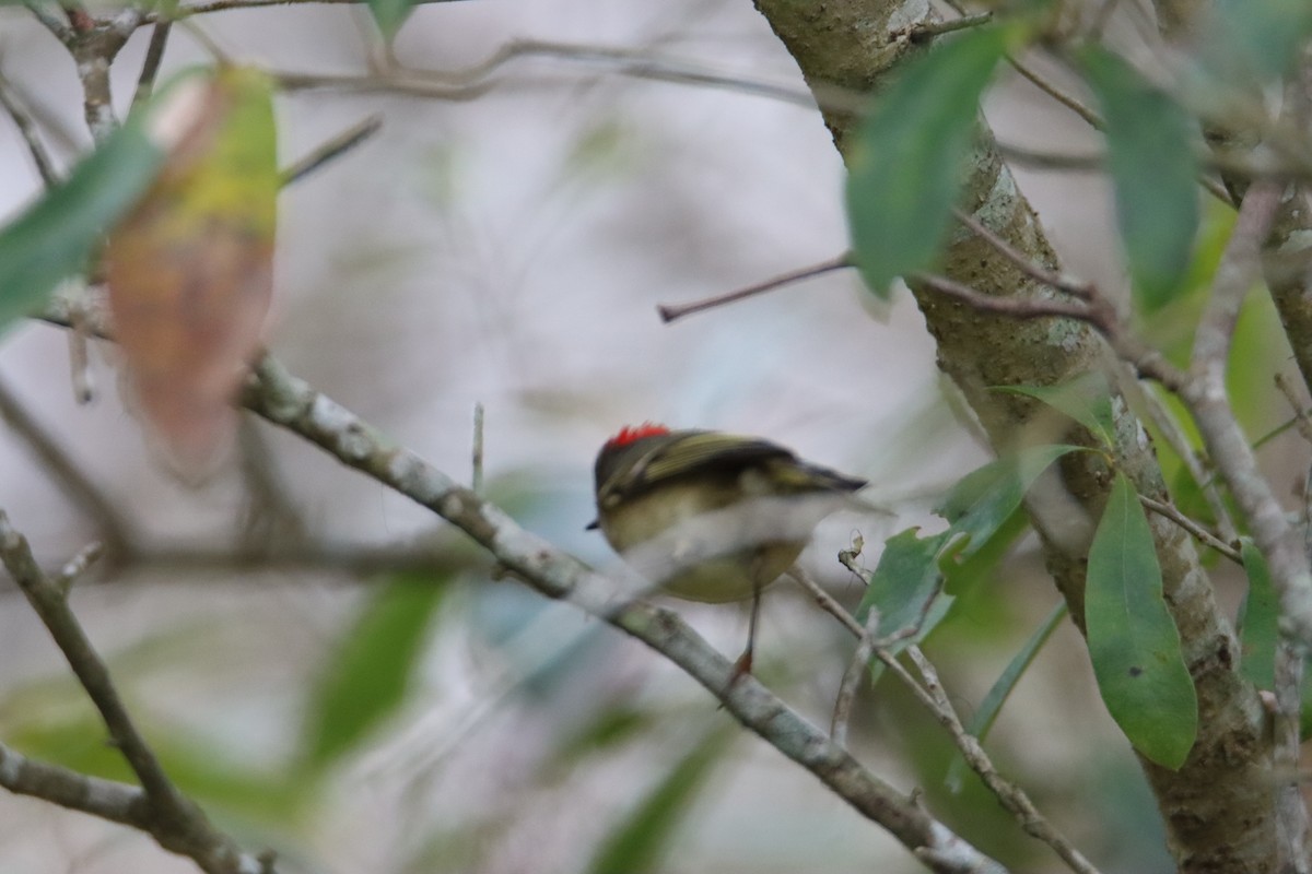 Ruby-crowned Kinglet - ML614653961