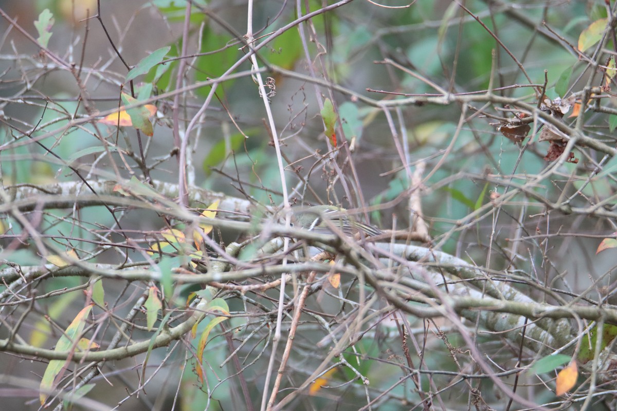 Ruby-crowned Kinglet - ML614653962