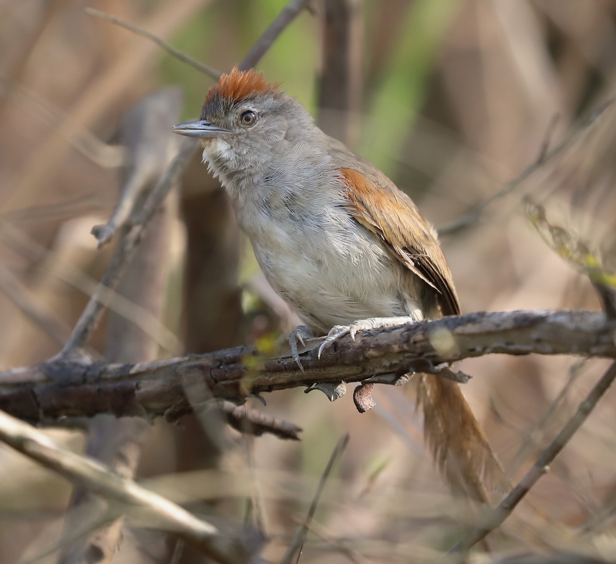 Rio Orinoco Spinetail - David Ascanio