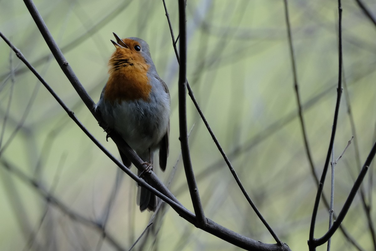 European Robin - ML614654089