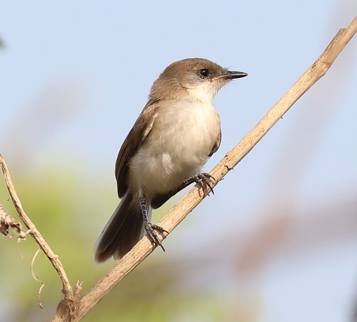 River Tyrannulet - David Ascanio