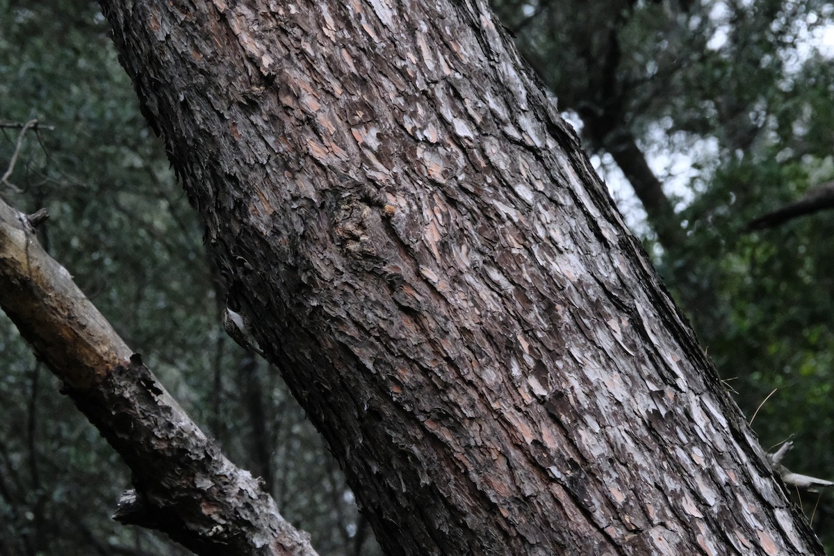 Short-toed Treecreeper - ML614654128