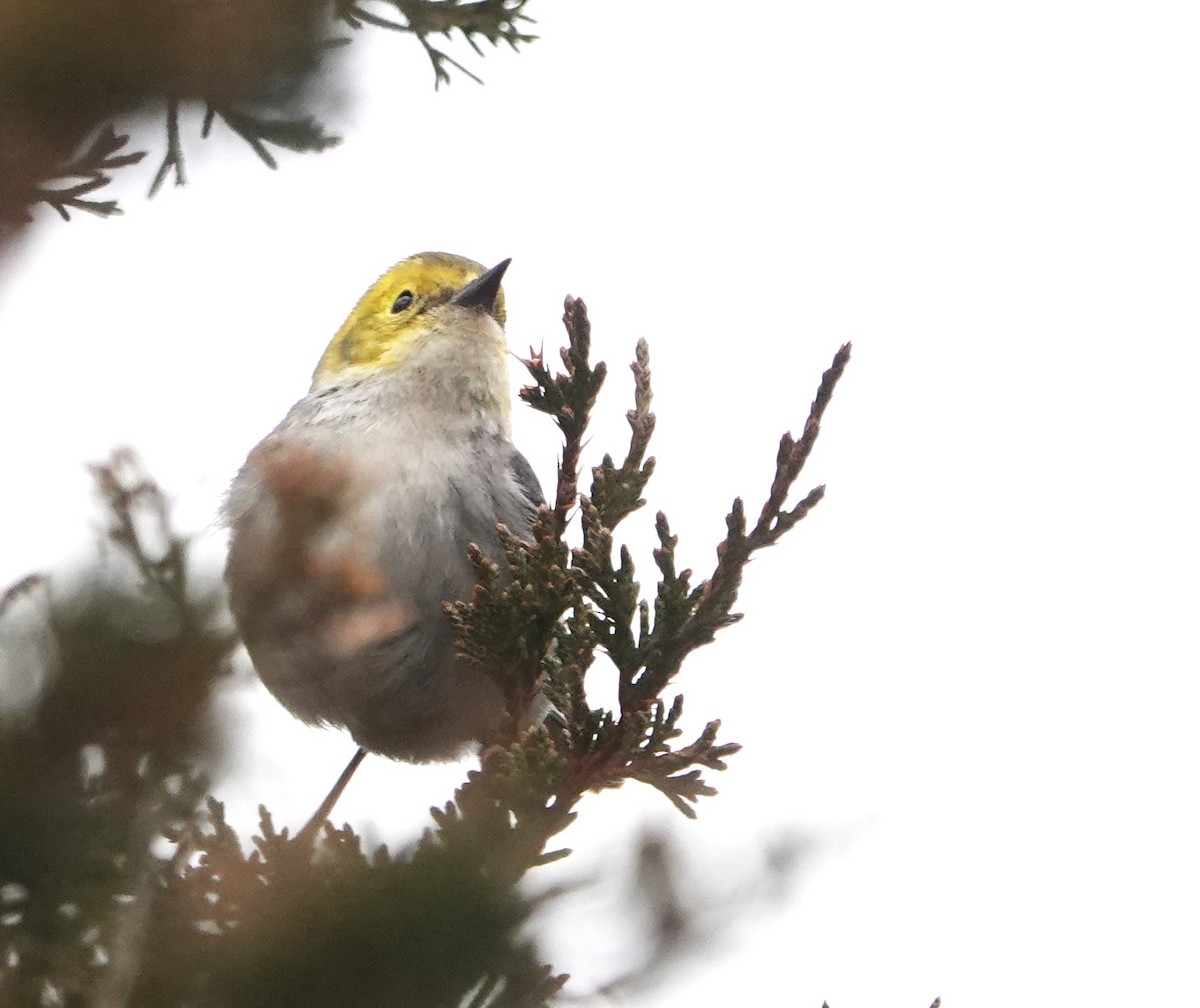 Hermit Warbler - ML614654137