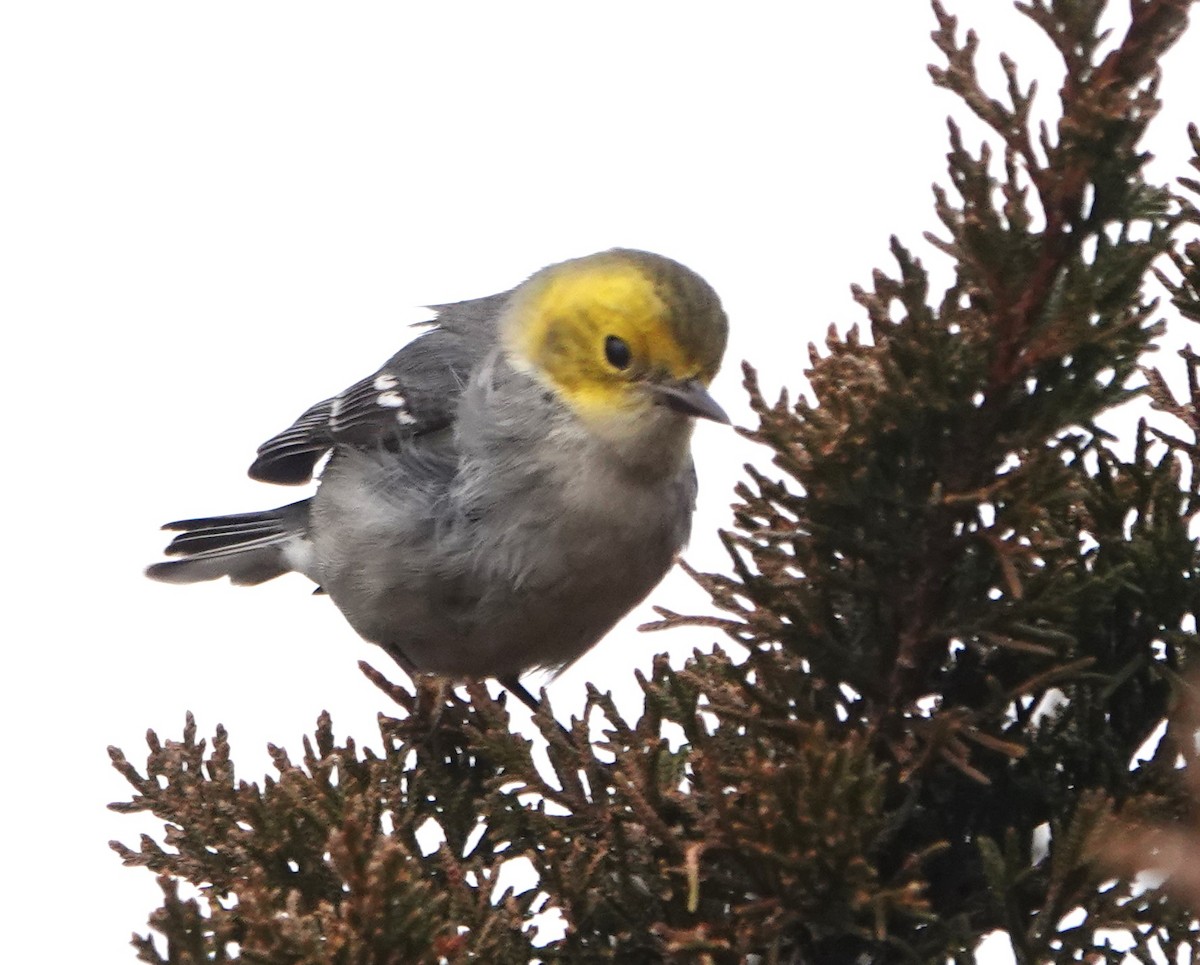 Hermit Warbler - ML614654150