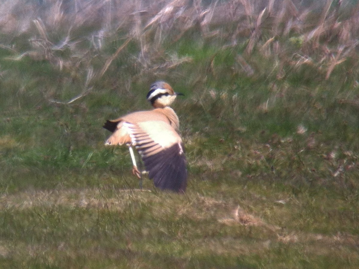 Cream-colored Courser - ML614654152