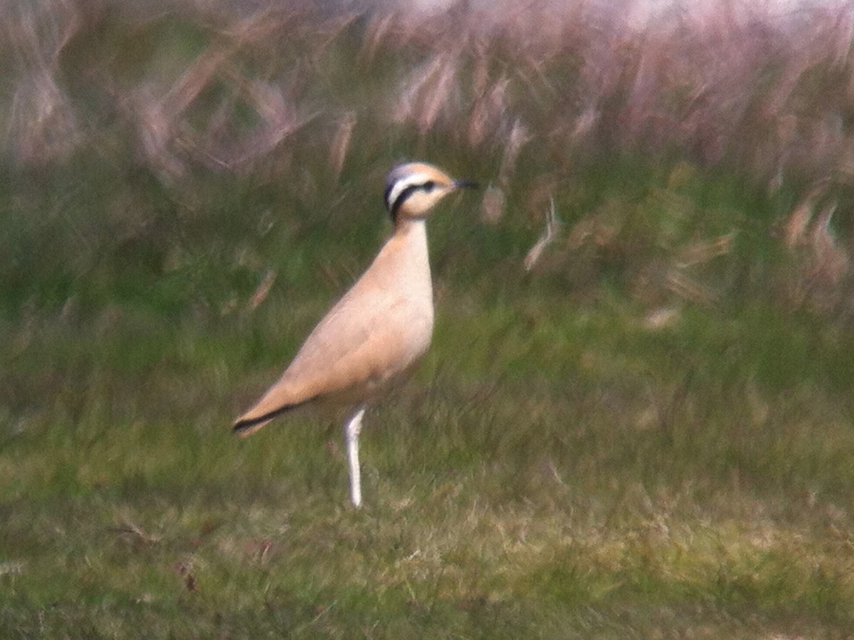 Cream-colored Courser - ML614654153