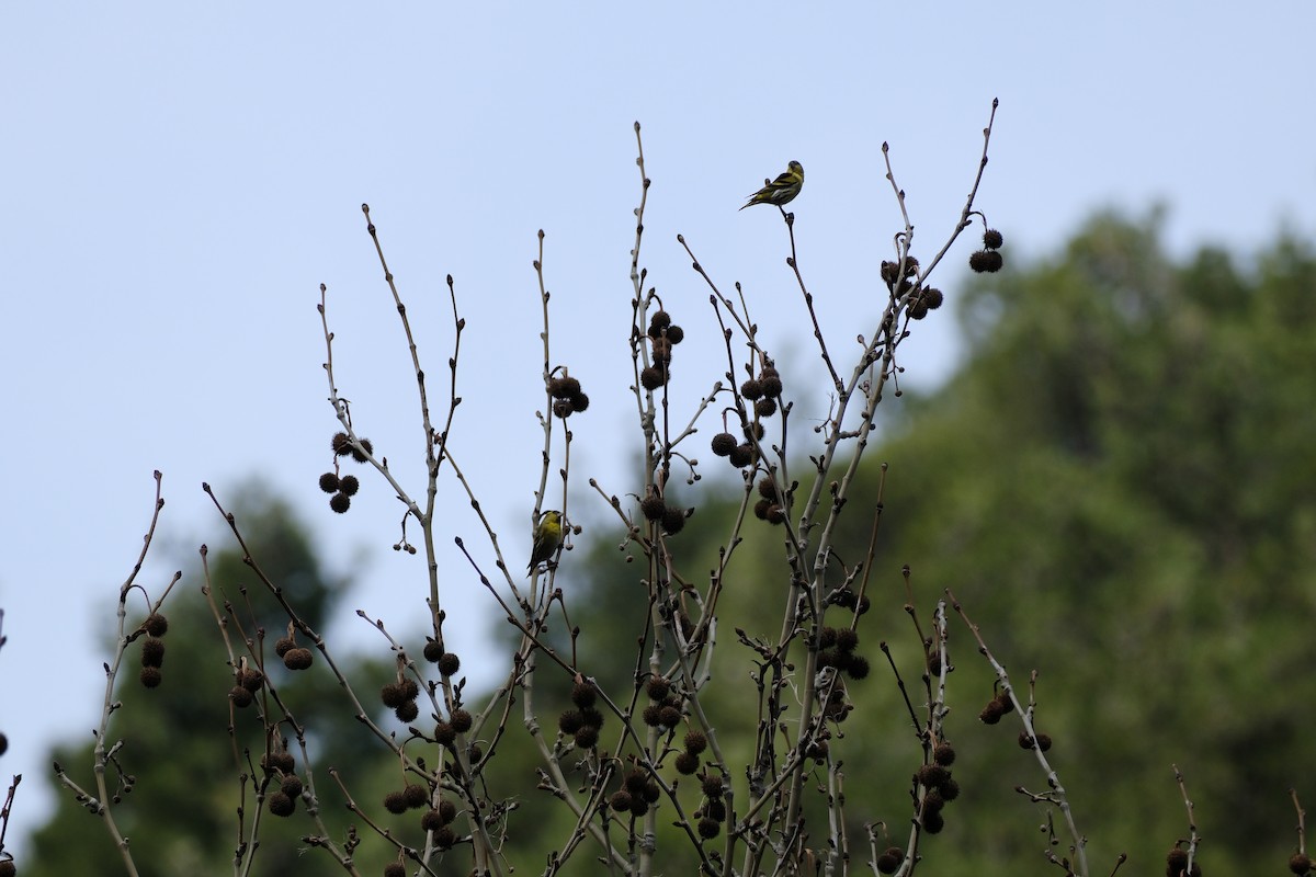 Eurasian Siskin - ML614654154