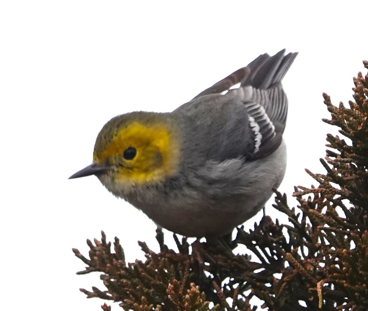 Hermit Warbler - ML614654156