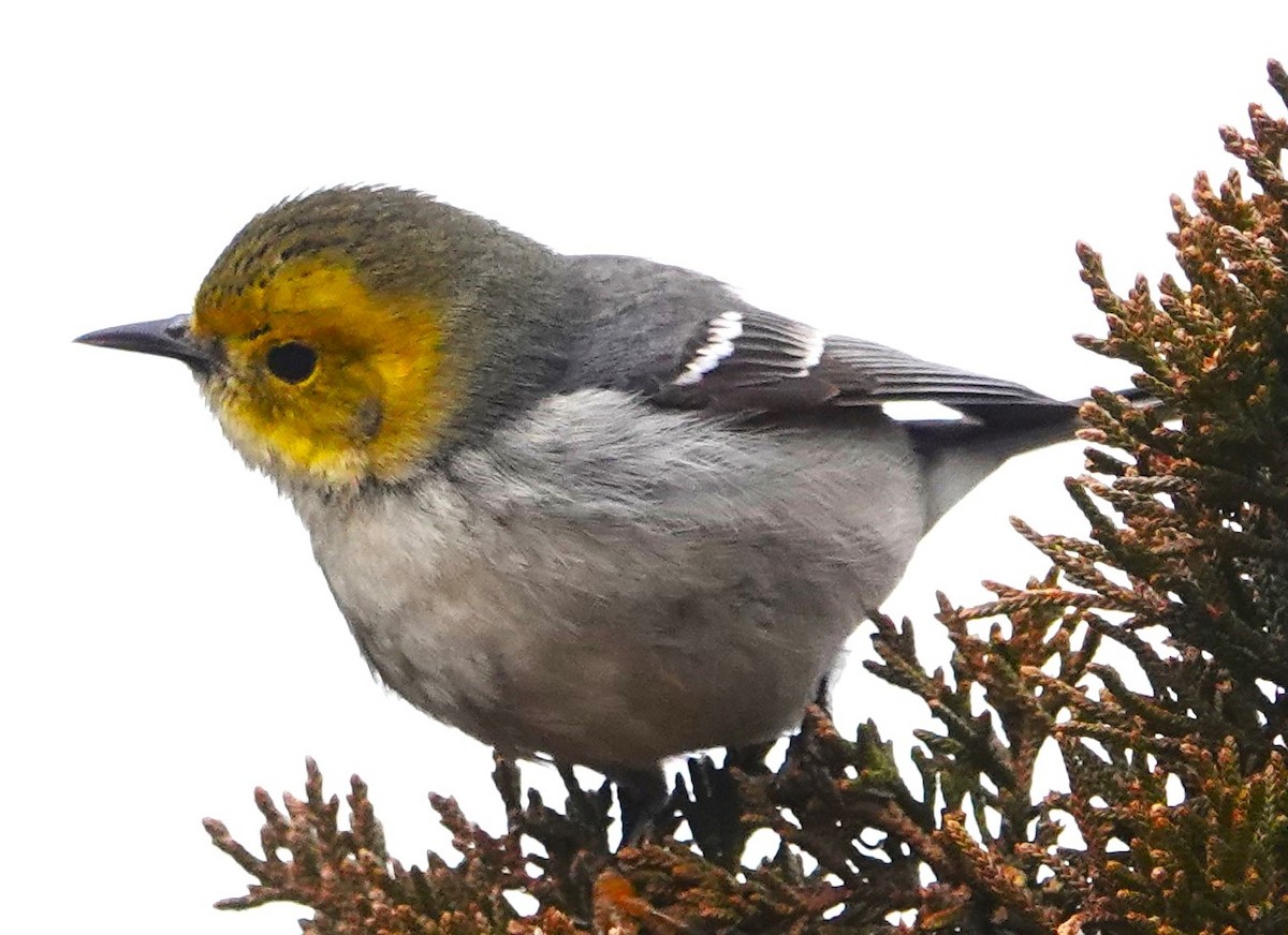 Hermit Warbler - ML614654162