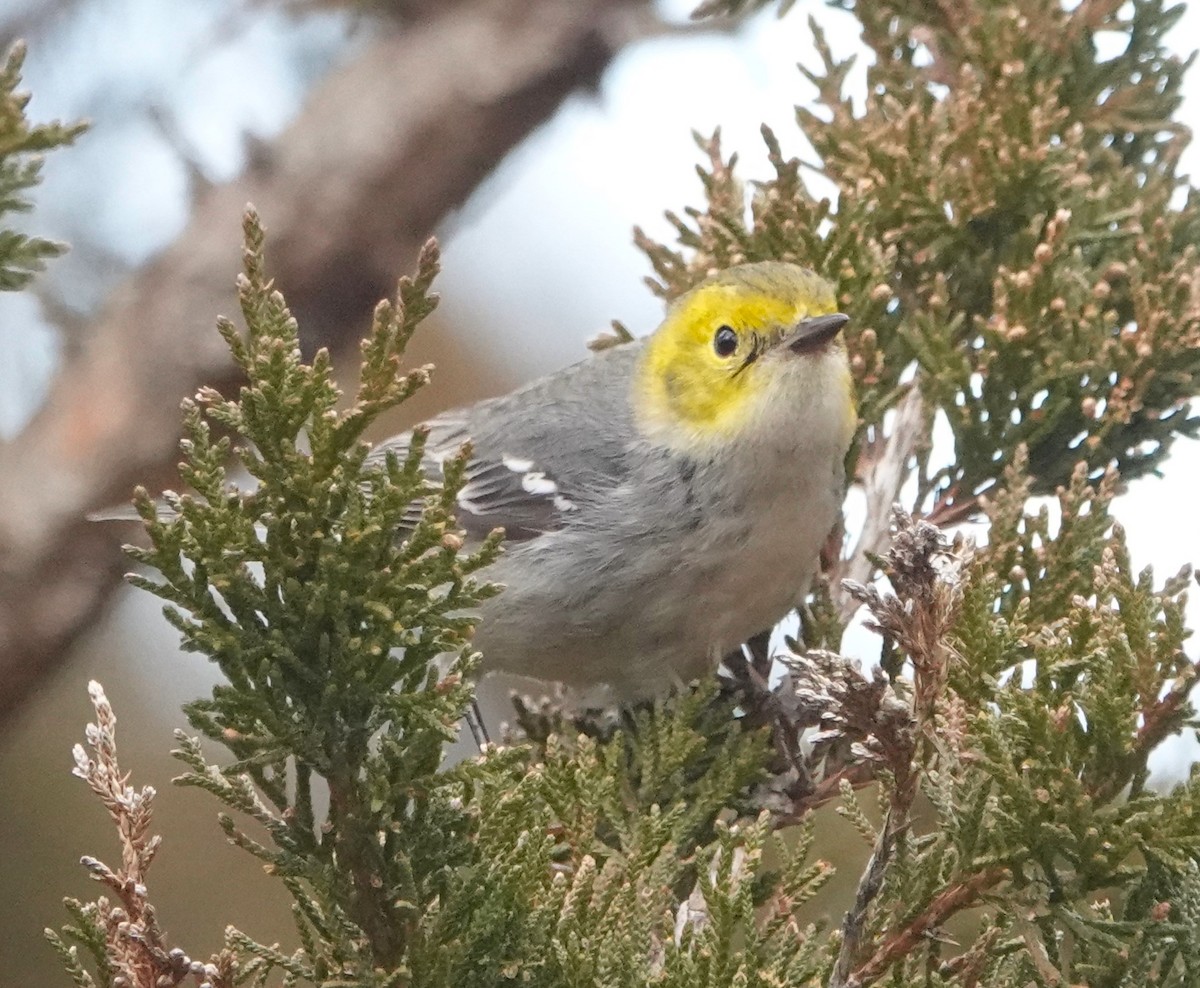 Hermit Warbler - ML614654166