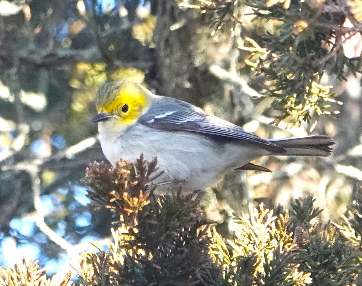 Hermit Warbler - ML614654183