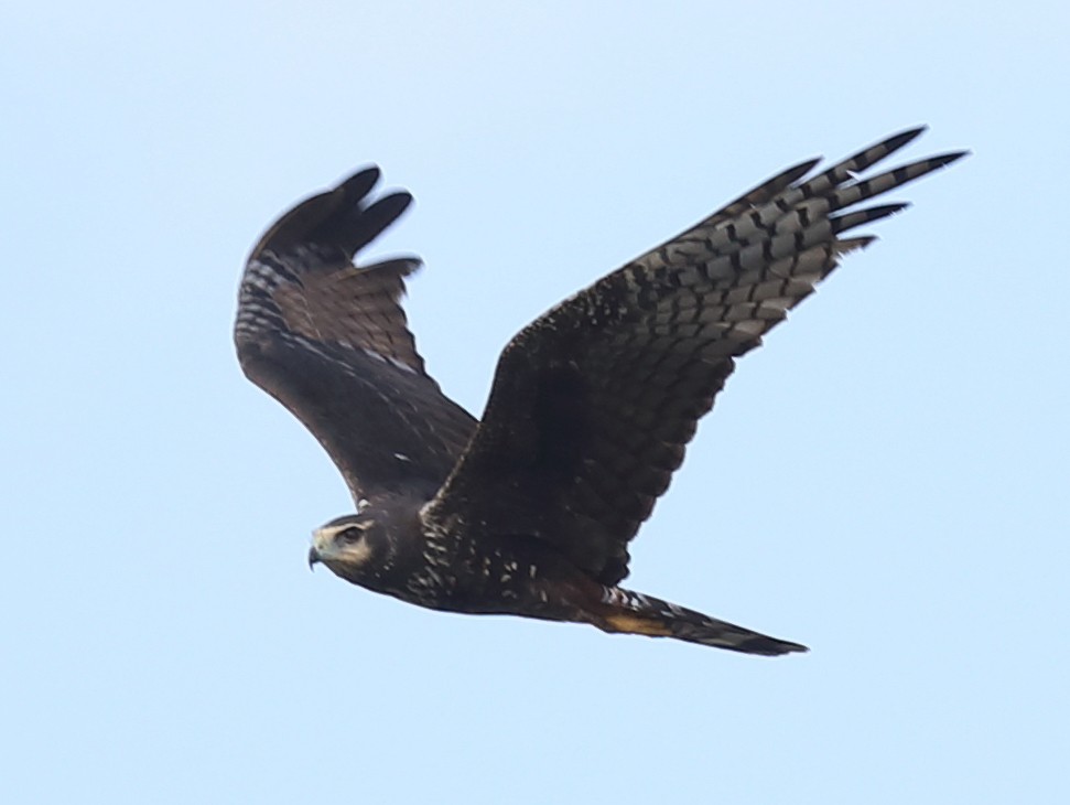 Long-winged Harrier - David Ascanio