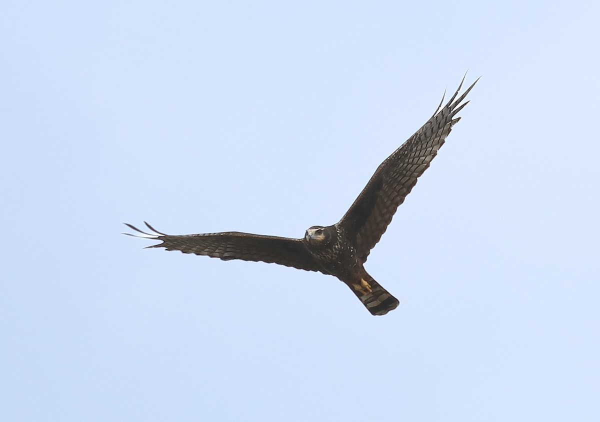 Long-winged Harrier - David Ascanio