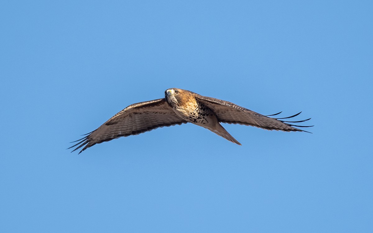 Red-tailed Hawk - ML614654262